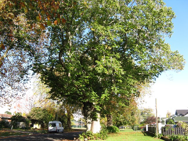 Sweet chestnut- Cambridge Tree Trust